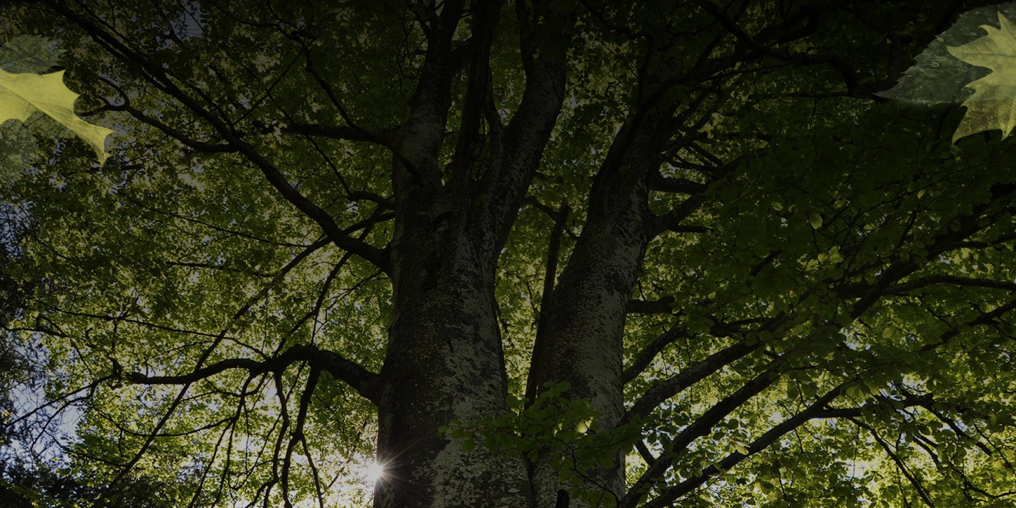 chiche-communication_Plaisirs_Gastronomie_&_Voyages