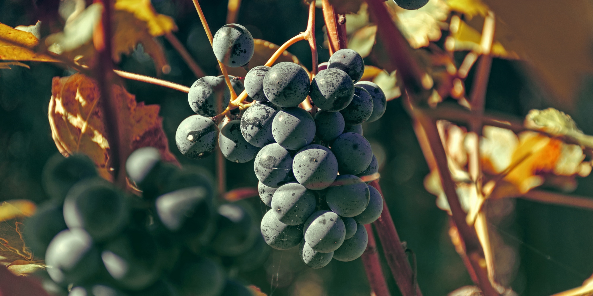 chiche-communicationLes_Vignerons_de_Chardonne_